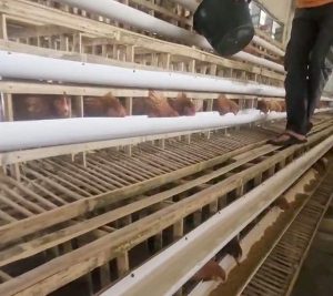 BUMDes Cikole Pacu Ekonomi Desa dengan Ternak Ayam Petelur